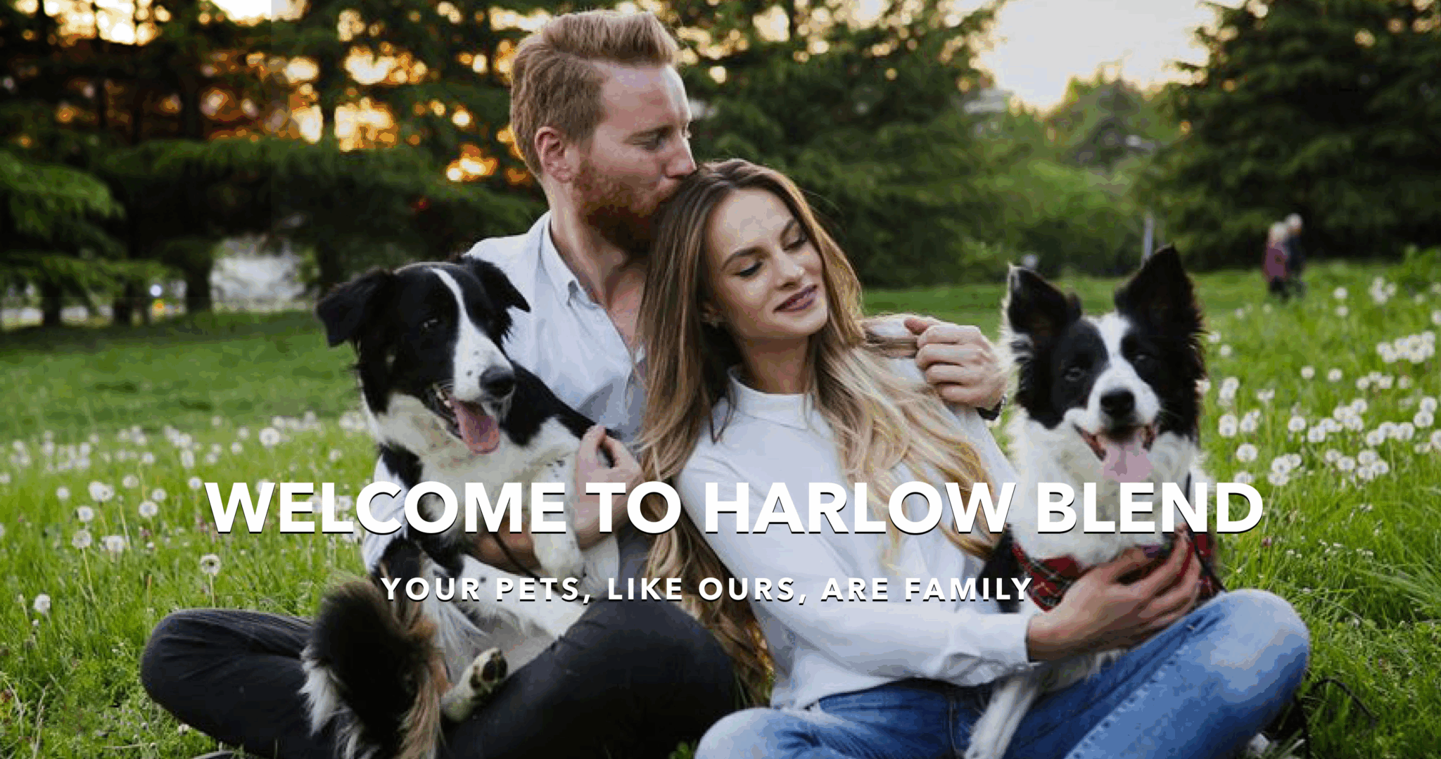 HARLOW BLEND